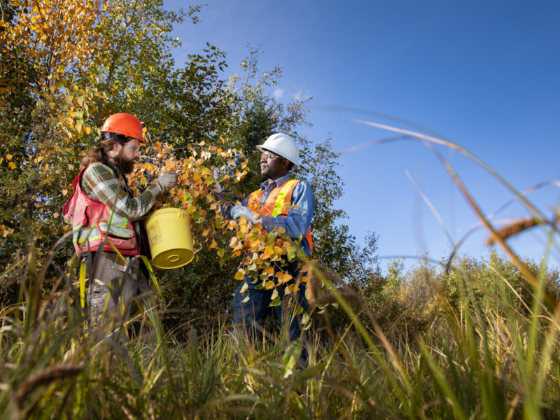 Two men in nature inspecting leaves.