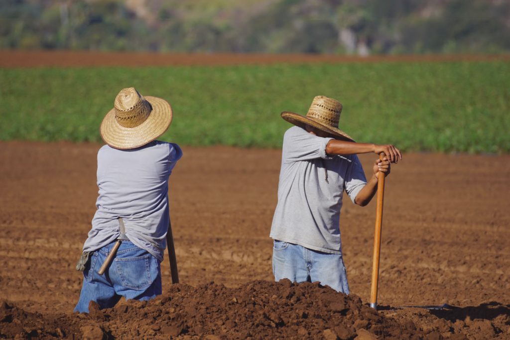 two farmers working in a field