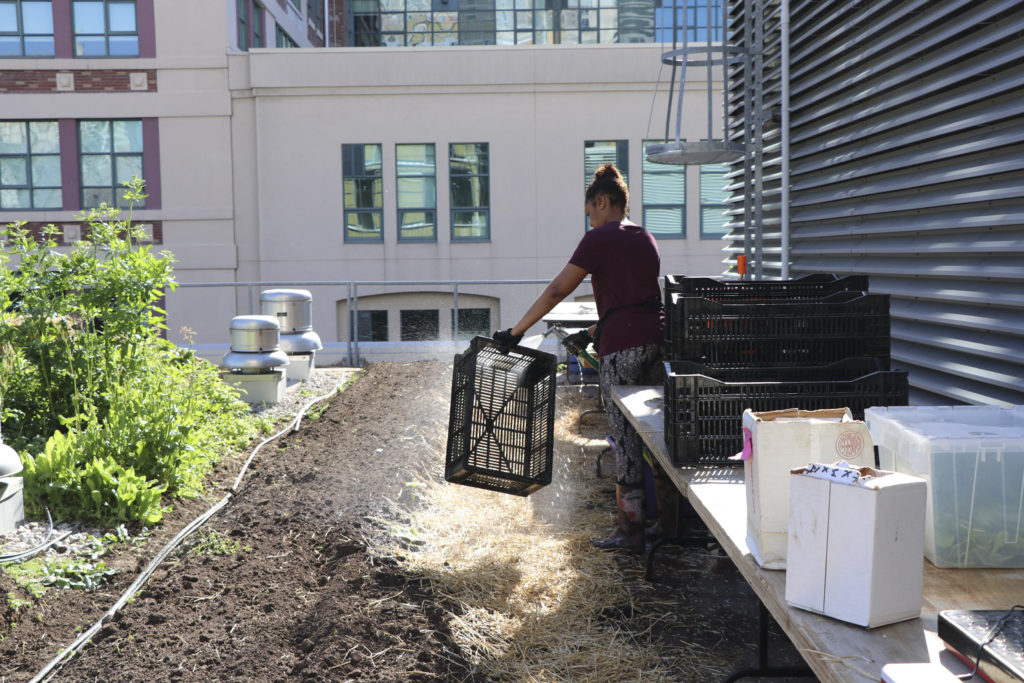 person working on rooftop garden