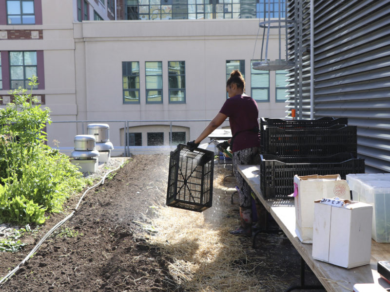 person working on rooftop garden