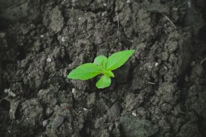 Seedling sprouting in dark soil