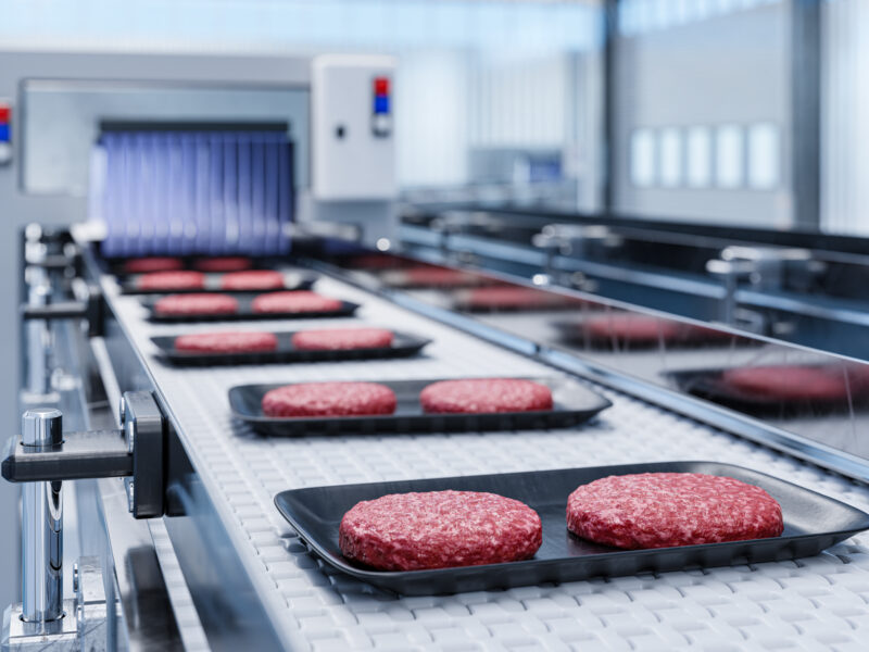 Conveyor in a factory of ready-made beef hamburger cutlets