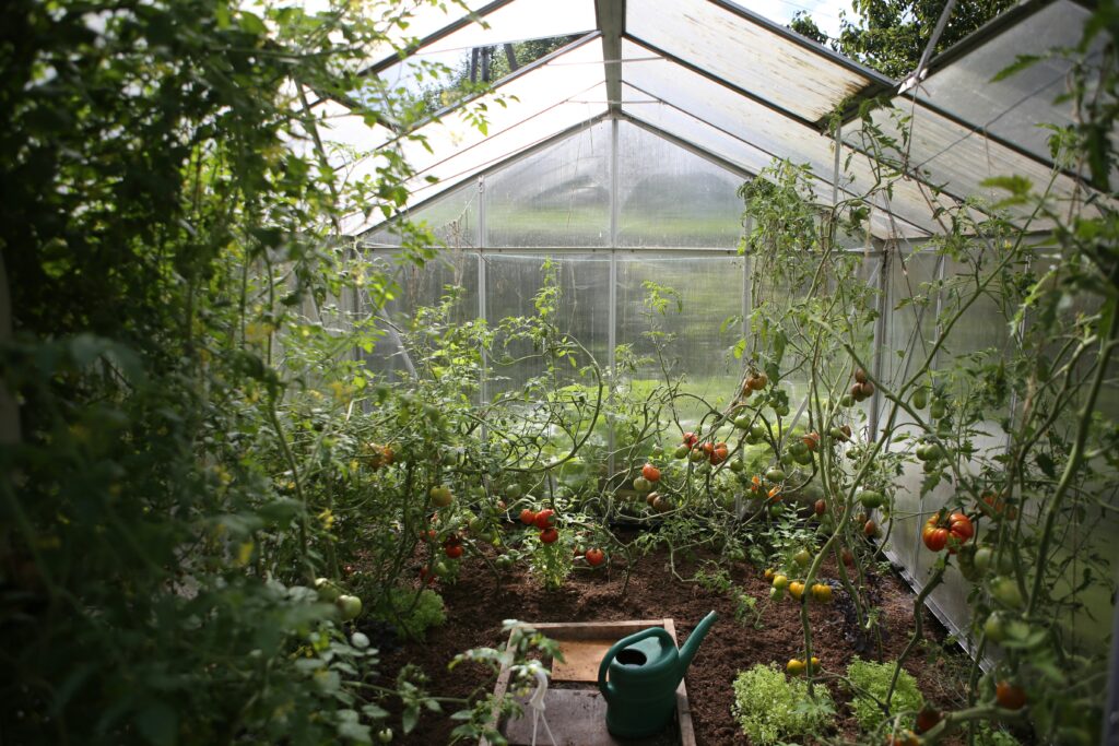 Tomatoes growing in a greenhouse
