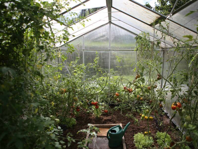 Tomatoes growing in a greenhouse