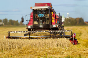 Bread field harvesting