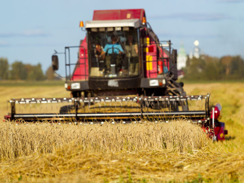 Bread field harvesting