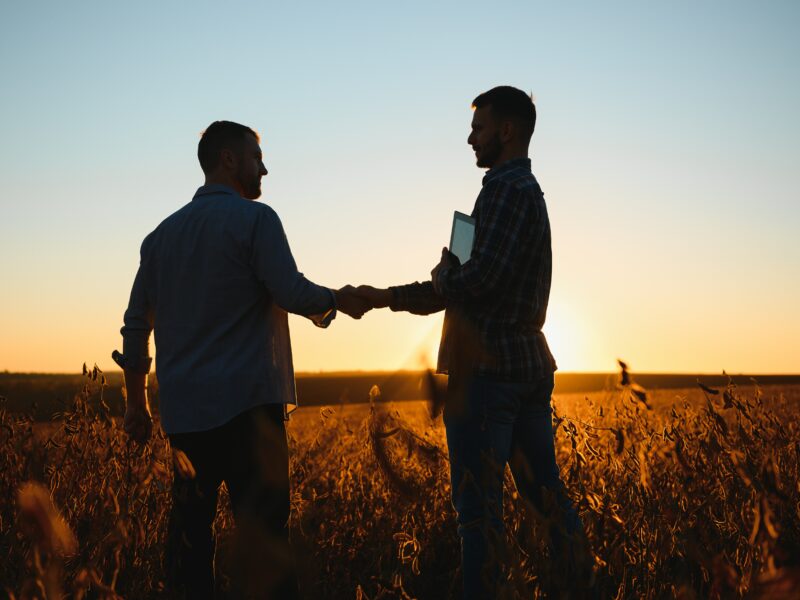 Two farmers examining soy crops